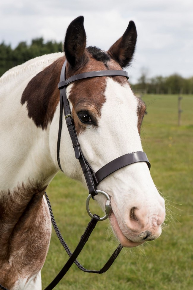 EB English Havana Show Bridle